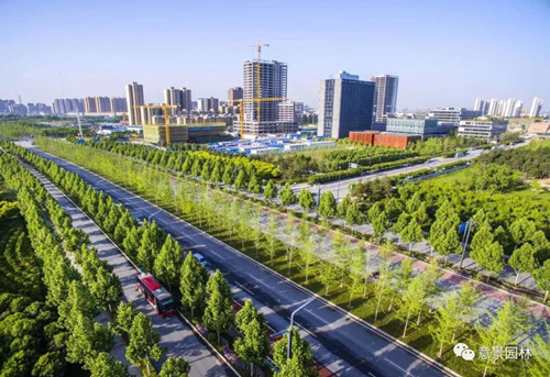 路邊那些不起眼的植物竟是打造海綿城市關鍵