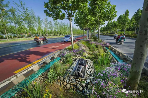 路邊那些不起眼的植物竟是打造海綿城市關鍵