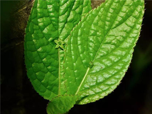 秦嶺有哪些珍稀植物你都知道嗎？