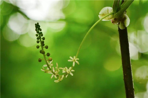 秦嶺有哪些珍稀植物你都知道嗎？