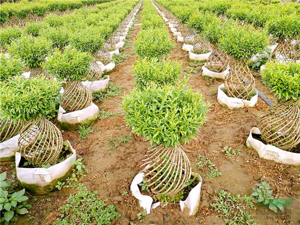 植物花瓶打開裝飾新天地