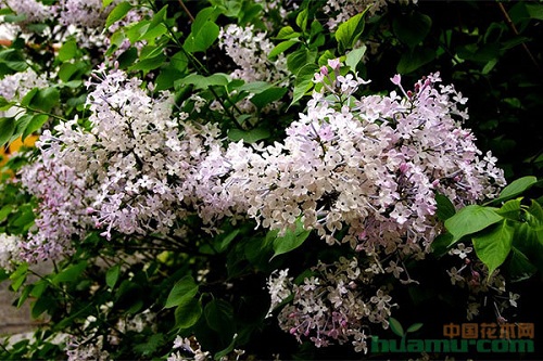 小葉丁香的栽培特點和繁殖技術