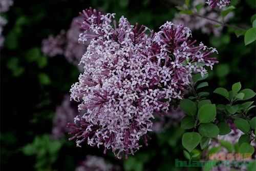 小葉丁香的栽培特點和繁殖技術