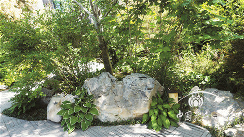 玉簪炎炎夏日中的一抹清涼