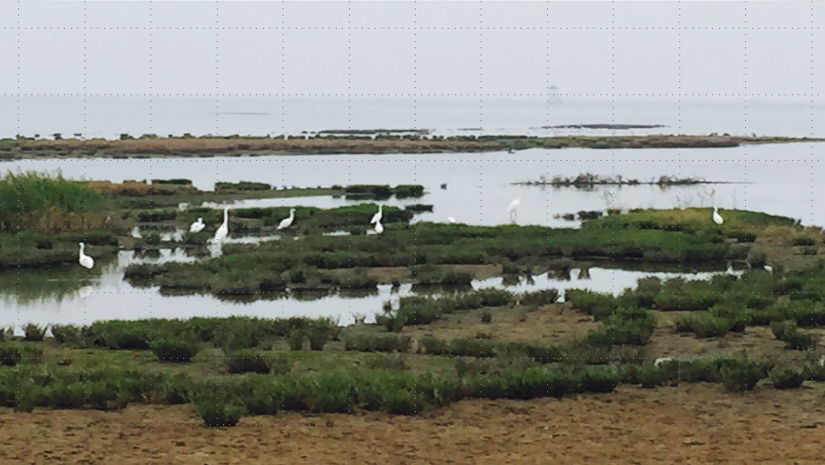 許大為:突破與演變——新理念下的公園城市建設
