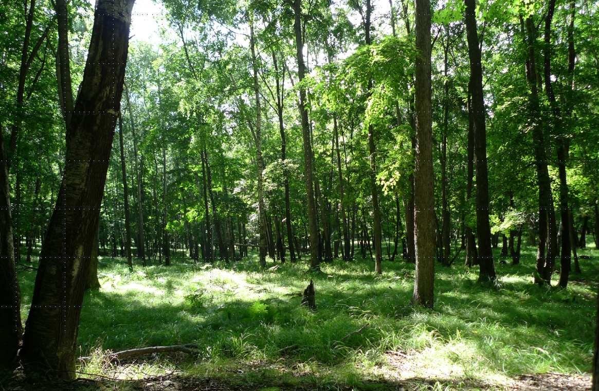 許大為:突破與演變——新理念下的公園城市建設