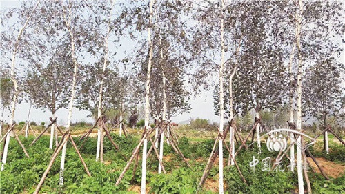 如何實現(xiàn)生態(tài)園林環(huán)境共享