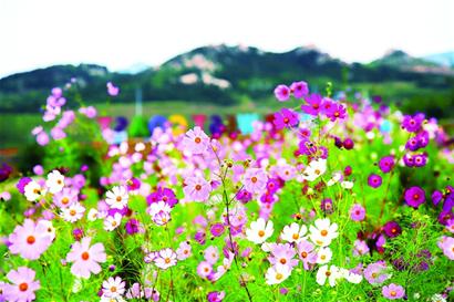 高原格桑花　綻放西海岸