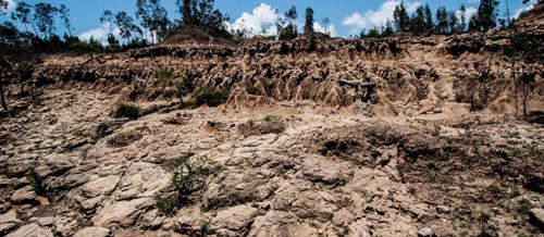 繁榮的森林景觀:實現可持續未來的關鍵