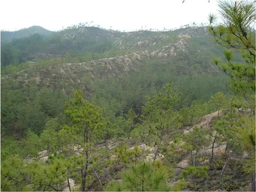 繁榮的森林景觀:實現可持續未來的關鍵