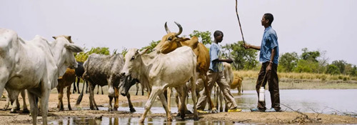 繁榮的森林景觀:實現可持續未來的關鍵