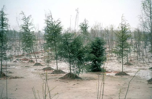 繁榮的森林景觀:實現可持續未來的關鍵