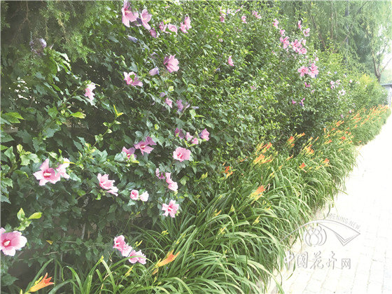 仲夏之日木槿榮