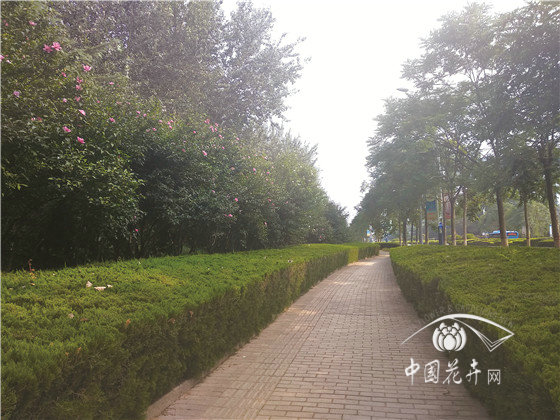 仲夏之日木槿榮