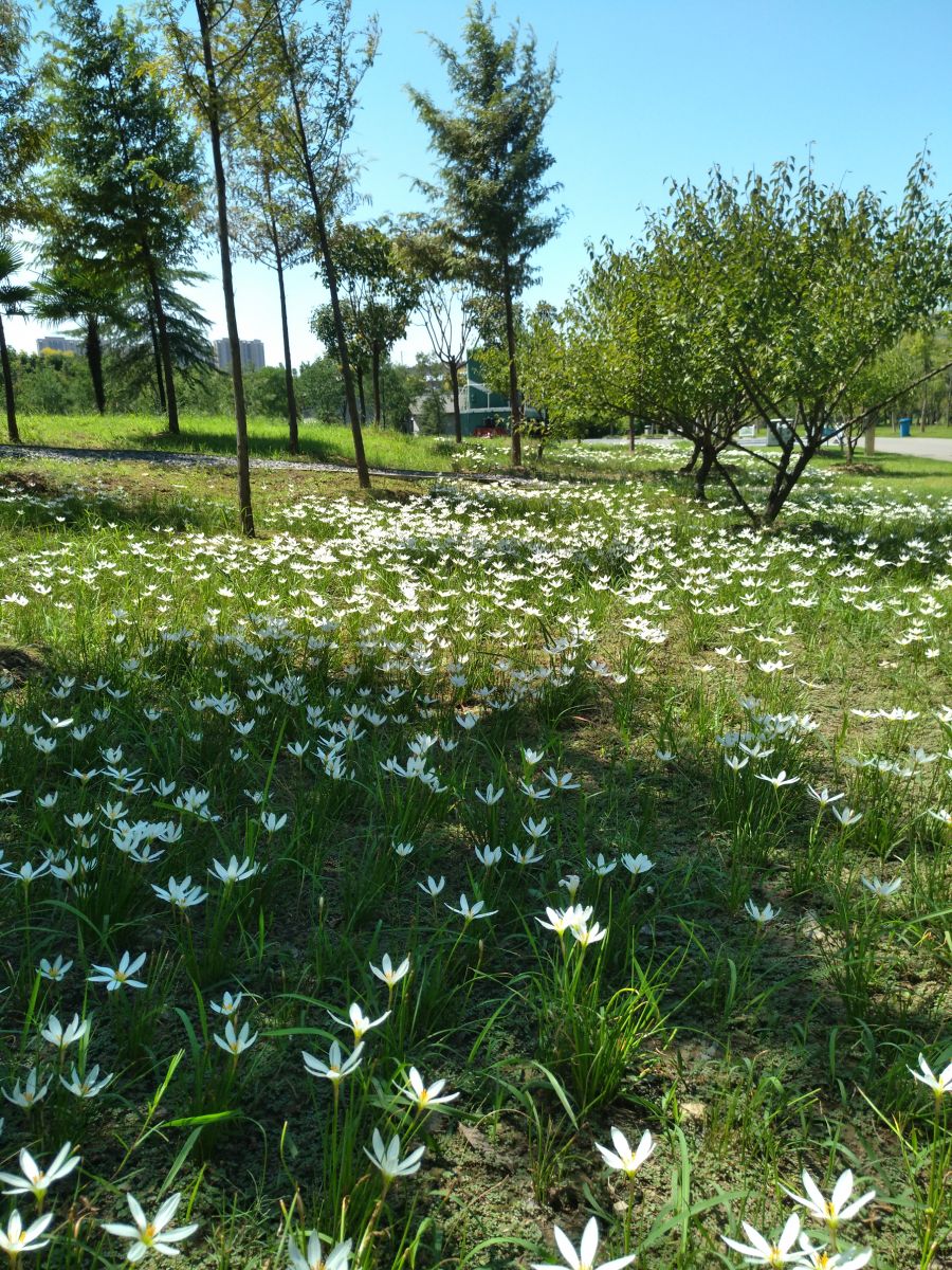 園冶杯專業獎:戴家湖公園生態修復工程