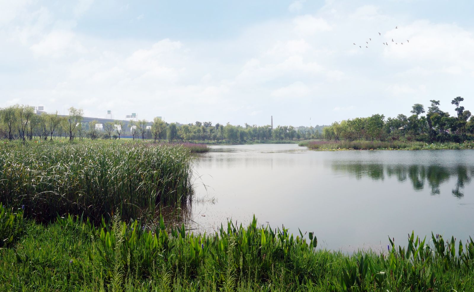 園冶杯專業獎:戴家湖公園生態修復工程