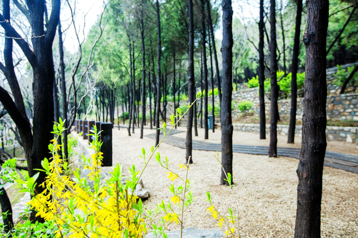 園冶杯專業獎：金雞嶺景區建設項目設計