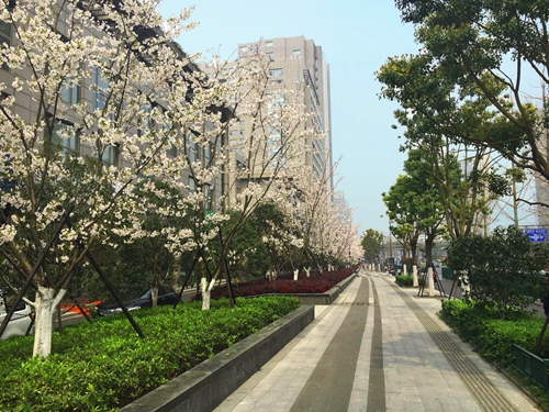 園冶杯專業(yè)獎:新塘路(新風路-新業(yè)路)綜合整治工程景觀綠化Ⅰ標段