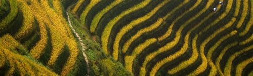 AECOM：廣西陽朔悅榕莊酒店景觀設計