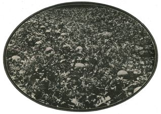 章守玉先生早期“園藝”理念與實踐研究