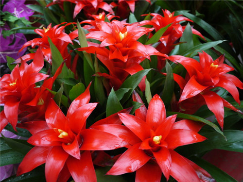 過年了，帶一盆祝福滿滿的年宵花回家