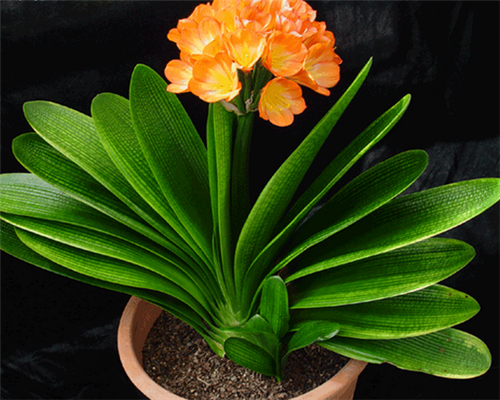 過年了，帶一盆祝福滿滿的年宵花回家