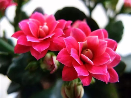 過年了，帶一盆祝福滿滿的年宵花回家