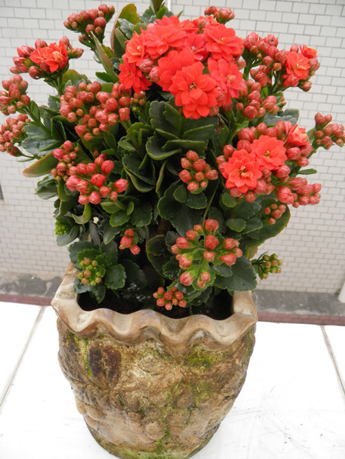 過年了，帶一盆祝福滿滿的年宵花回家