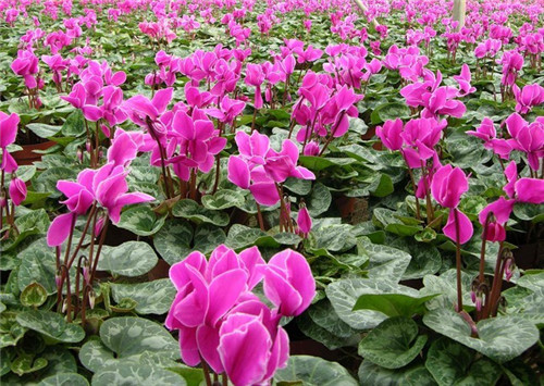 過年了，帶一盆祝福滿滿的年宵花回家