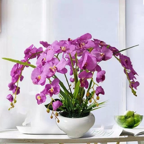 過年了，帶一盆祝福滿滿的年宵花回家