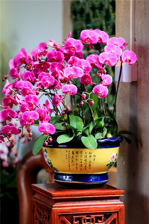 過年了，帶一盆祝福滿滿的年宵花回家