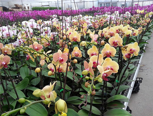 過年了，帶一盆祝福滿滿的年宵花回家