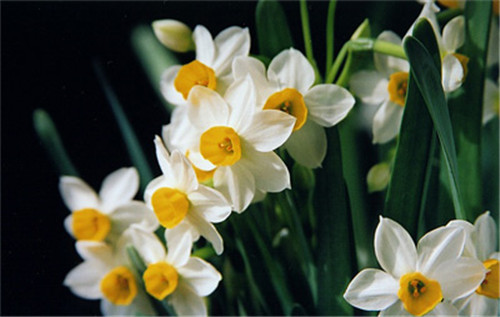 過年了，帶一盆祝福滿滿的年宵花回家