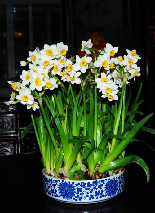 過年了，帶一盆祝福滿滿的年宵花回家