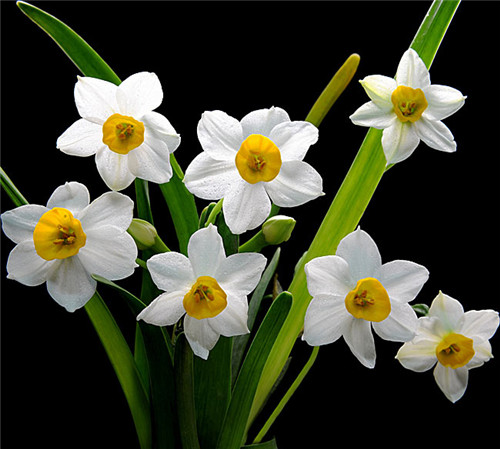 過年了，帶一盆祝福滿滿的年宵花回家