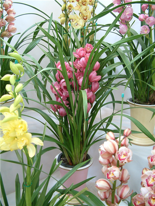 過年了，帶一盆祝福滿滿的年宵花回家