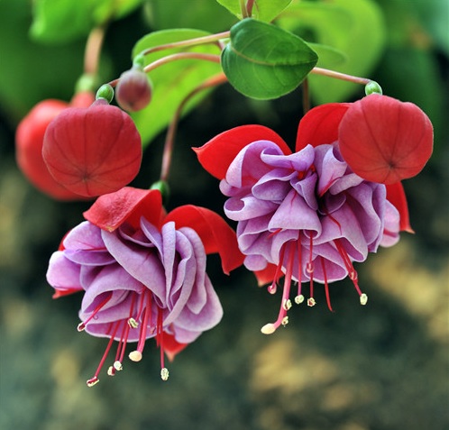 過年了，帶一盆祝福滿滿的年宵花回家