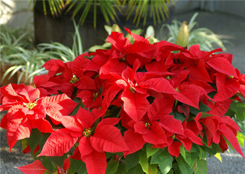 過年了，帶一盆祝福滿滿的年宵花回家