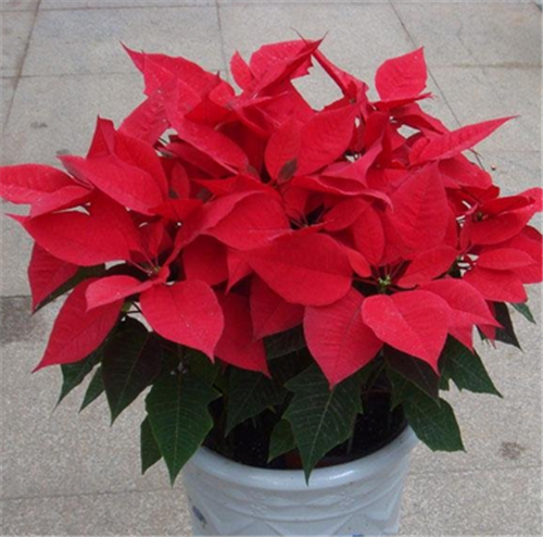 過年了，帶一盆祝福滿滿的年宵花回家