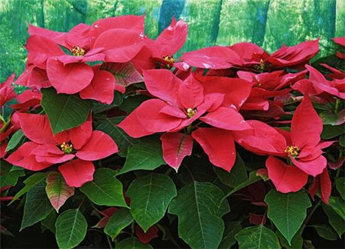 過年了，帶一盆祝福滿滿的年宵花回家