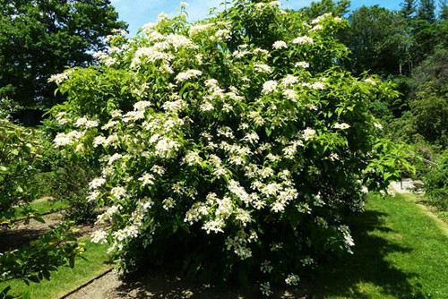 北京：莢蒾等8種植物躋身綠化主力