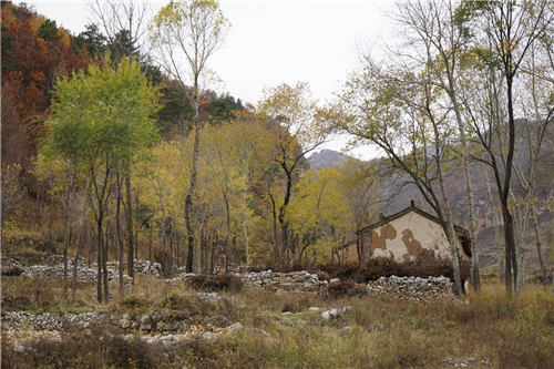 黃大莊：鄉(xiāng)村振興戰(zhàn)略背景下景觀建設(shè)及植物應(yīng)用思考