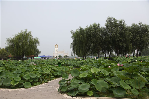 黃大莊：鄉(xiāng)村振興戰(zhàn)略背景下景觀建設(shè)及植物應(yīng)用思考