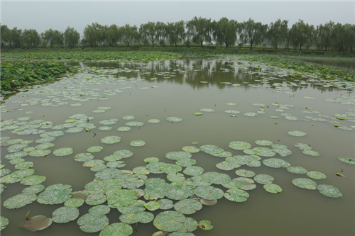 黃大莊：鄉(xiāng)村振興戰(zhàn)略背景下景觀建設(shè)及植物應(yīng)用思考