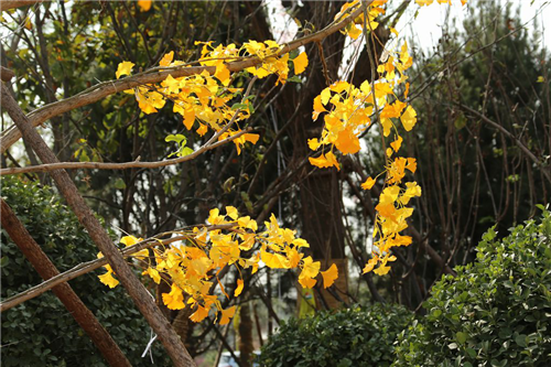 黃大莊：鄉(xiāng)村振興戰(zhàn)略背景下景觀建設(shè)及植物應(yīng)用思考