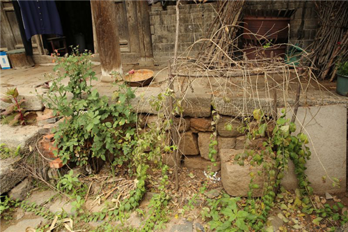 黃大莊：鄉(xiāng)村振興戰(zhàn)略背景下景觀建設(shè)及植物應(yīng)用思考