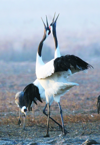 濕地保護，要景觀設計更要野花野草