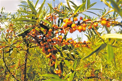 建設(shè)生態(tài)礦區(qū) 引領(lǐng)綠色發(fā)展