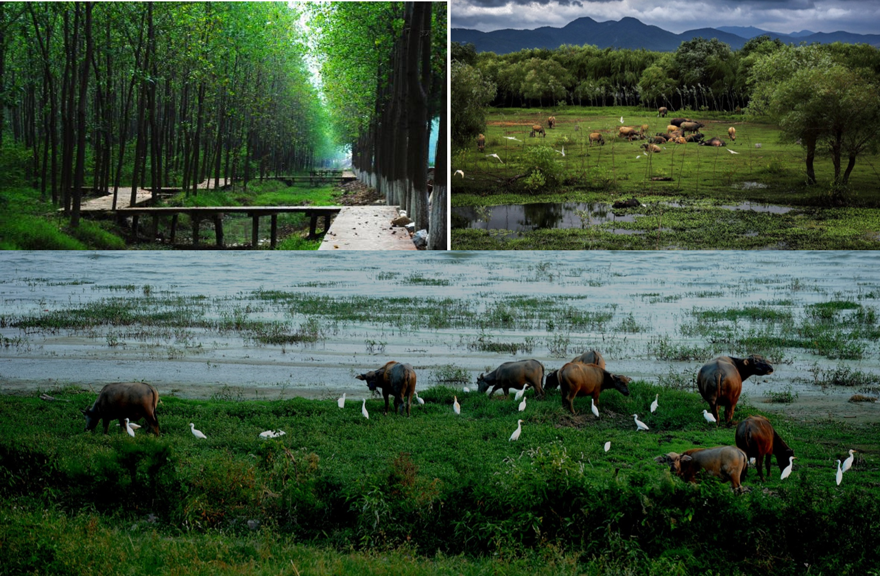 當(dāng)代濱水景觀——景觀與生態(tài)共生