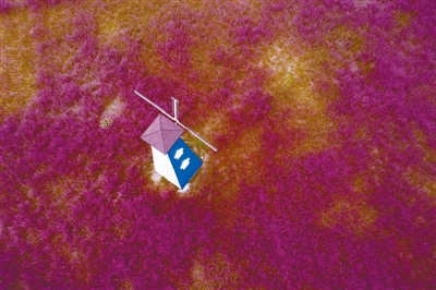 林草元素如何為城市添彩?